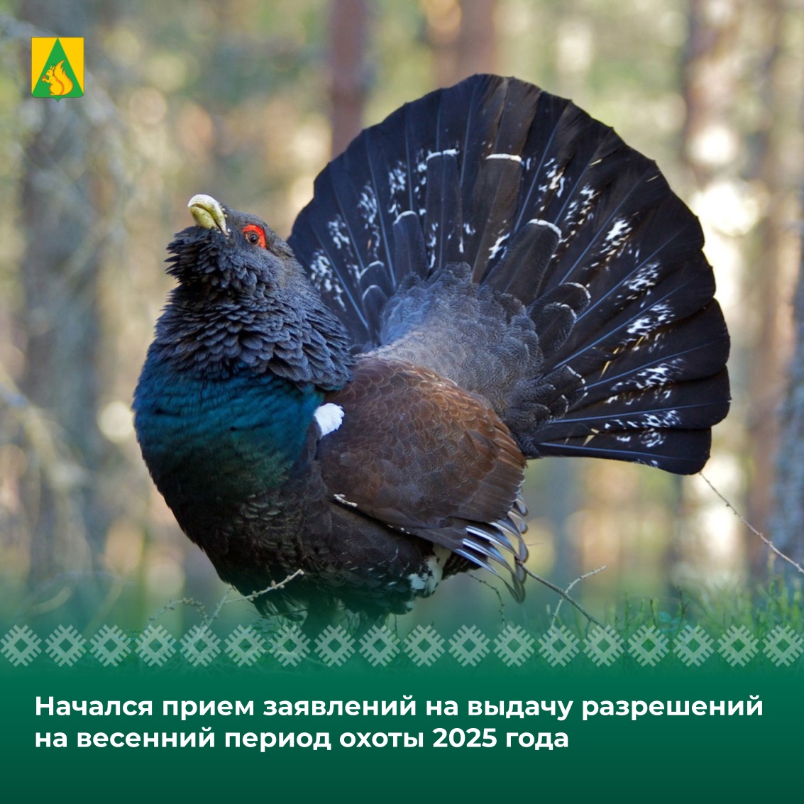 Начался прием заявлений на выдачу разрешений на весенний период охоты 2025 года.