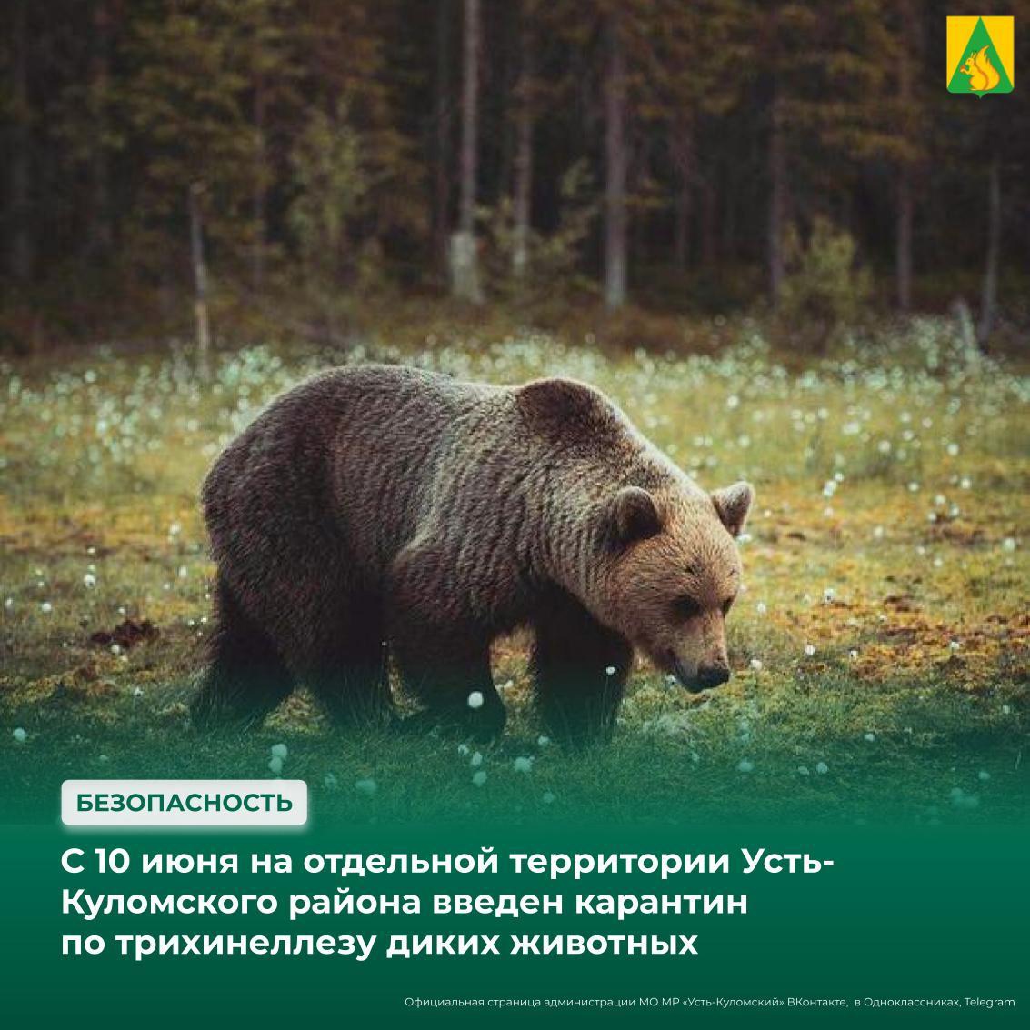 С 10 июня на отдельной территории МО МР «Усть-Куломский» Республики Коми введен карантин по трихинеллезу диких животных.