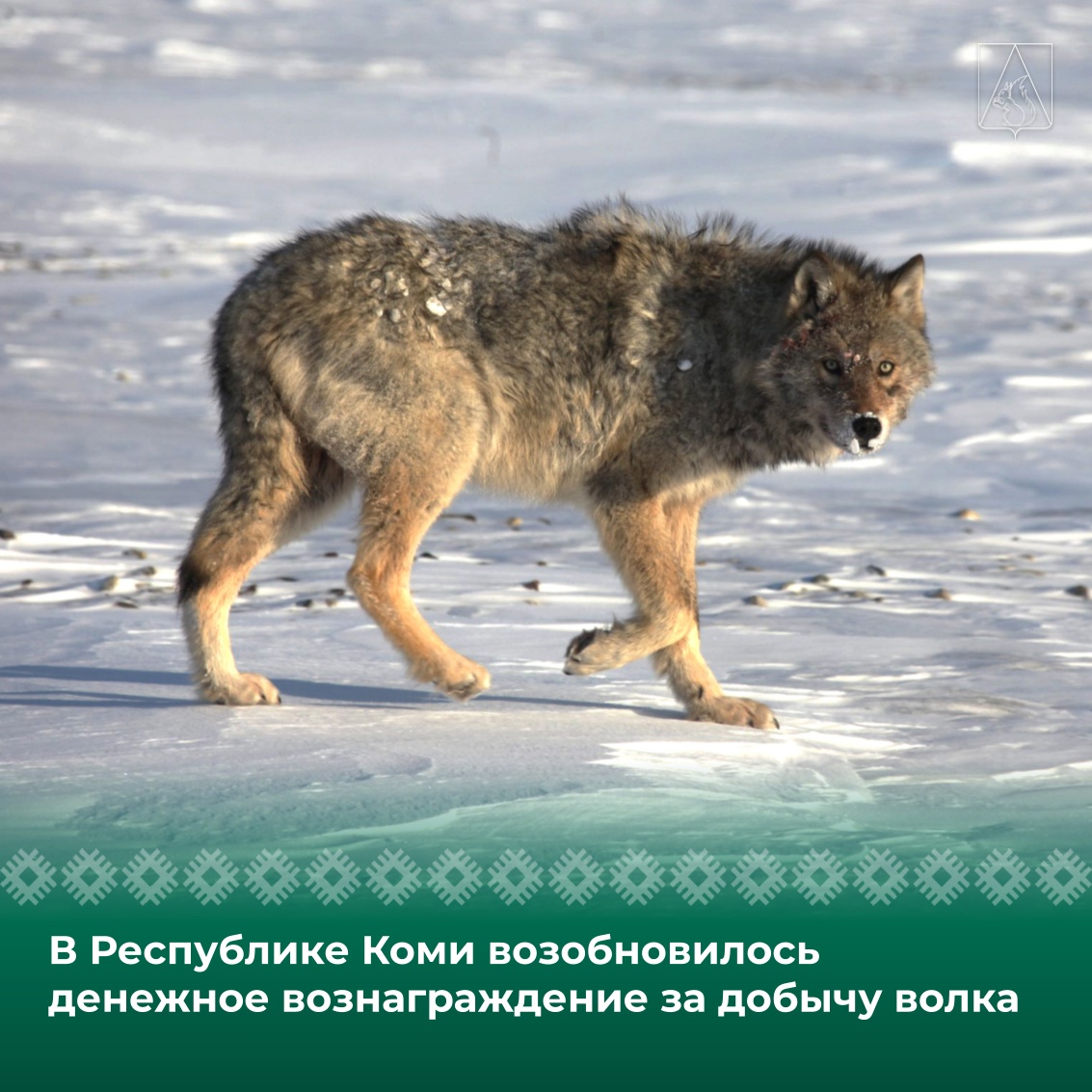 В Республике Коми возобновилось денежное вознаграждение за добычу волка.